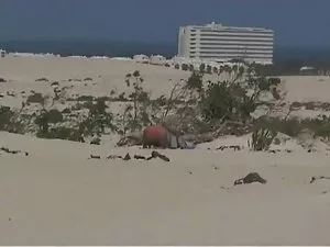 Esta pareja de ébano ...